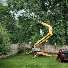 Best Tree Cabling and Bracing  in Auburn, NY