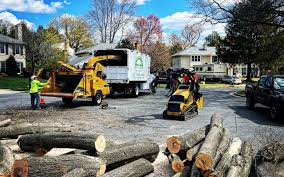 Best Tree Removal  in Auburn, NY