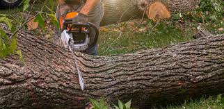 Best Tree Disease Treatment  in Auburn, NY
