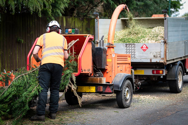 Best Fruit Tree Pruning  in Auburn, NY