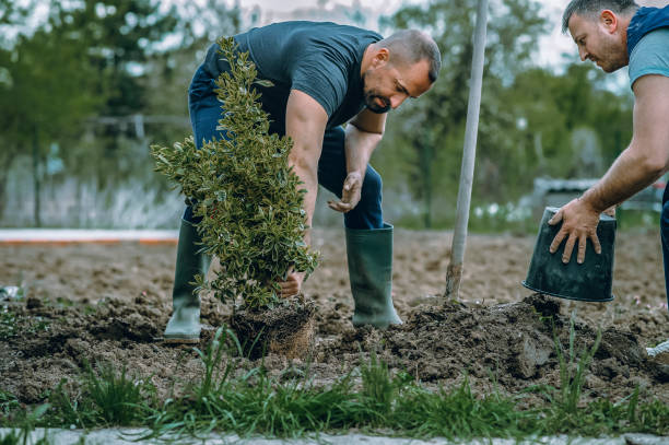 Best Emergency Tree Removal  in Auburn, NY