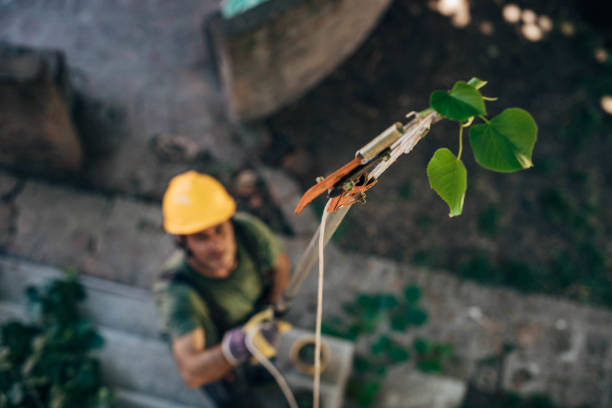 Professional Tree Services in Auburn, NY