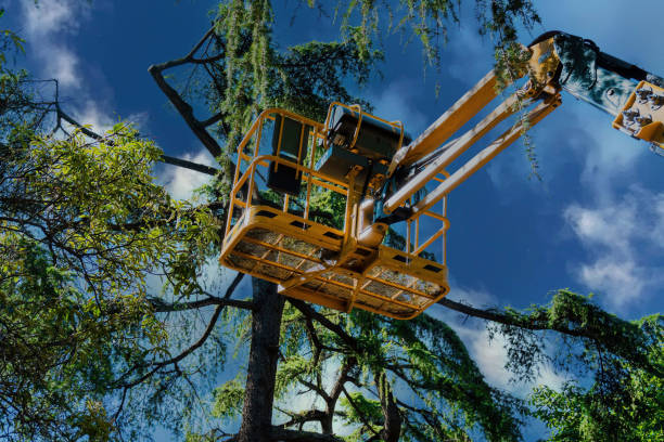 How Our Tree Care Process Works  in  Auburn, NY