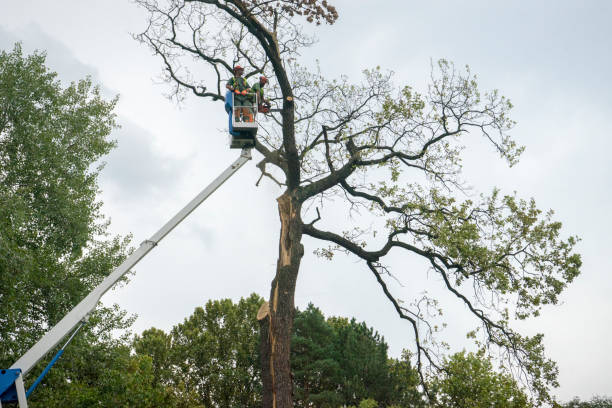 Best Aeration Services  in Auburn, NY