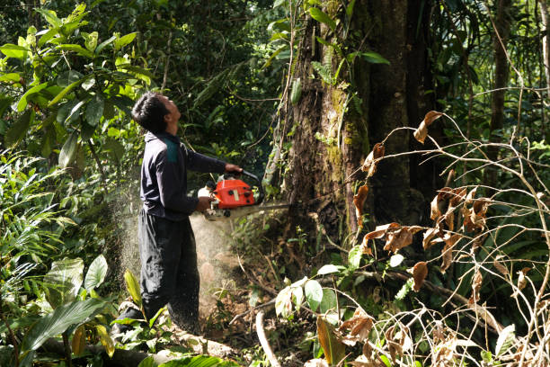 Best Arborist Consultation Services  in Auburn, NY