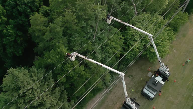 Best Weed Control  in Auburn, NY