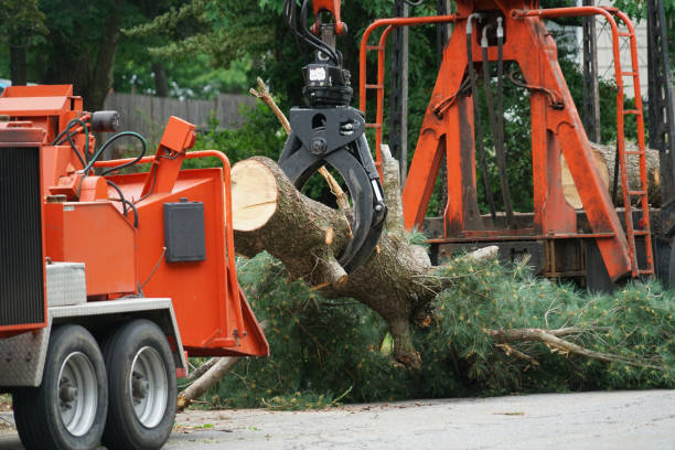 Best Pest Control for Lawns  in Auburn, NY
