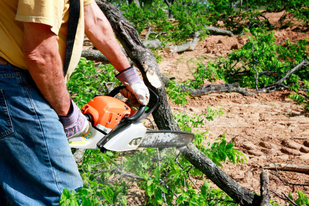 Best Tree Trimming and Pruning  in Auburn, NY